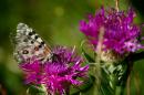 nature alpine 010 * 4368 x 2912 * (4.62MB)